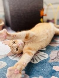 Dorito - Photo 3