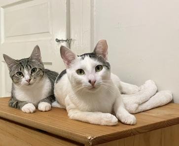 BUNNY - Domestic Short Hair for adoption in San Francisco