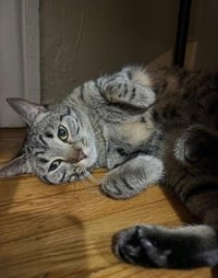 Cinnamon - Photo 2