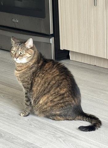 ARI - Domestic Short Hair / Torbie available for adoption