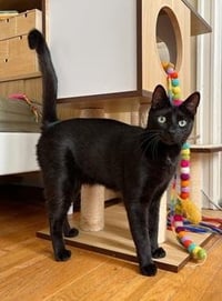 Beans - Photo 1