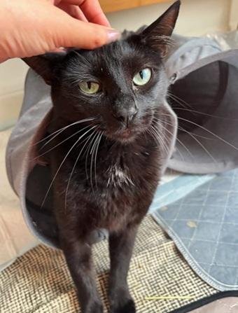 BEANS - Domestic Short Hair available for adoption