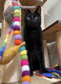 Beans - Photo 4