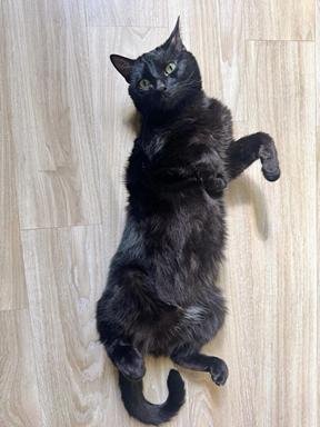 LOU - Domestic Short Hair available for adoption