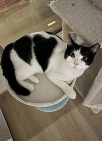 Mama Moo - Photo 1