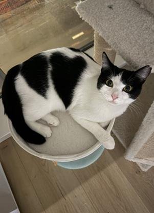MAMA MOO - Domestic Short Hair / Tuxedo for adoption in San Francisco
