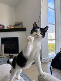 Mama Moo - Photo 3