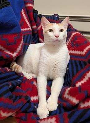 XANDER - Domestic Short Hair / Tabby available for adoption