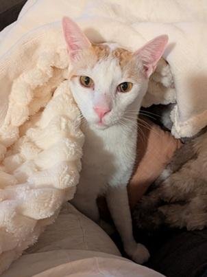 XANDER - Domestic Short Hair / Tabby available for adoption