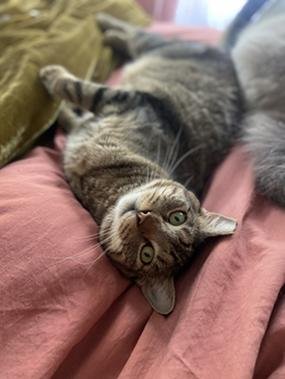 GUNNER - Domestic Short Hair / Tabby for adoption in San Francisco