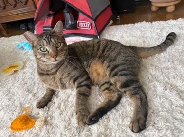 GUNNER - Domestic Short Hair / Tabby available for adoption
