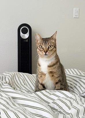 TUCKER - Domestic Short Hair / Tabby for adoption in San Francisco