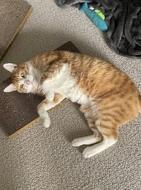 Bubba - Photo 3