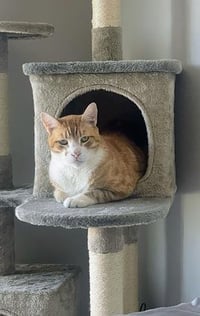 Bubba - Photo 2