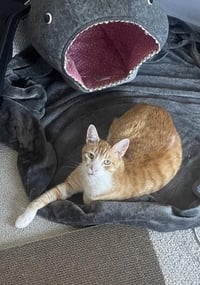 Bubba - Photo 1