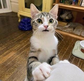 CLAUDIA - Domestic Short Hair / Tabby for adoption in San Francisco