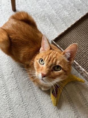MALKIN - Domestic Short Hair / Tabby for adoption in San Francisco