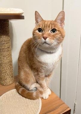 MALKIN - Domestic Short Hair / Tabby available for adoption