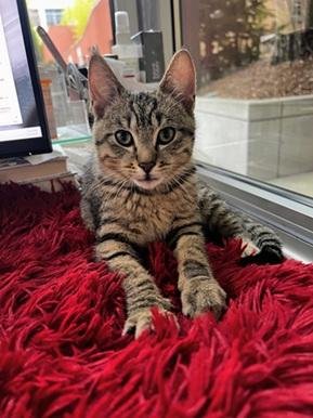 APOLLO - Domestic Short Hair / Tabby available for adoption
