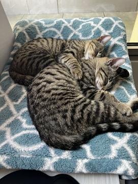 APOLLO - Domestic Short Hair / Tabby available for adoption