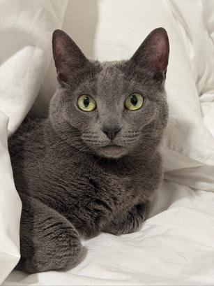 TESS - Domestic Short Hair available for adoption