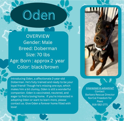 ODEN - Doberman Pinscher for adoption in Roseville