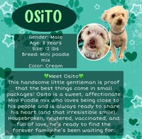 Osito - Photo 1