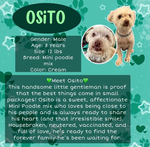 OSITO - Poodle (Miniature) for adoption in Roseville