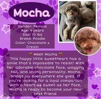 Mocha - Photo 1