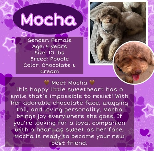 MOCHA - Poodle (Miniature) for adoption in Roseville