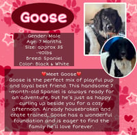 Goose - Photo 1
