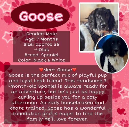 GOOSE - Spaniel for adoption in Roseville