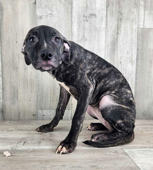 MARTINA - Plott Hound / Catahoula Leopard Dog available for adoption