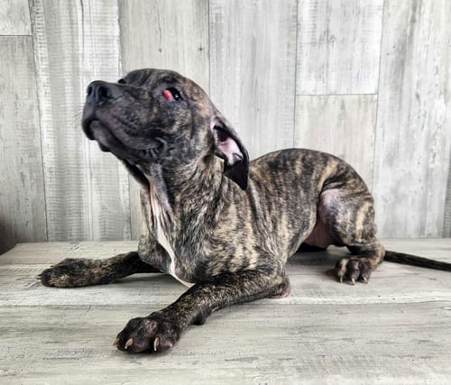 BILLY JEAN - Plott Hound / Catahoula Leopard Dog available for adoption