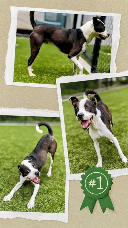 BUMPKIN - URGENT - Terrier available for adoption