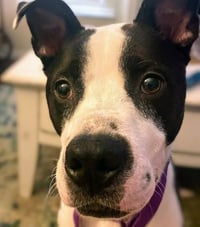 Bumpkin - Urgent - Photo 3