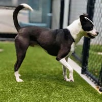 Bumpkin - Urgent - Photo 6