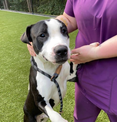 NEMO - American Staffordshire Terrier available for adoption