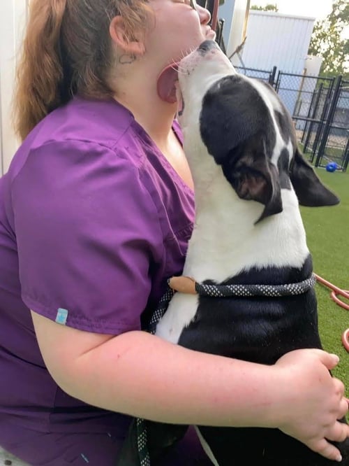 NEMO - American Staffordshire Terrier available for adoption