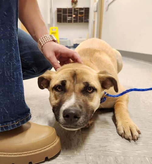 CASSIE - Mountain Cur available for adoption