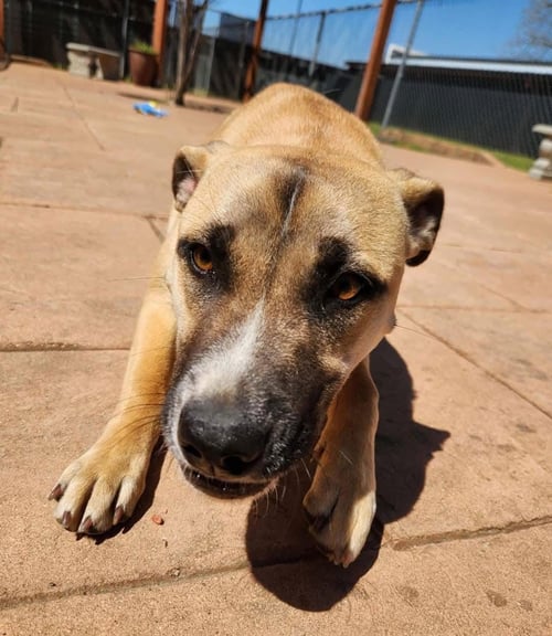 CASSIE - Mountain Cur available for adoption