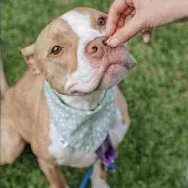 RAMONE - American Staffordshire Terrier / Terrier available for adoption