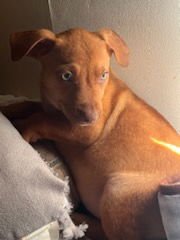 Penny's Puppies Females TN Image