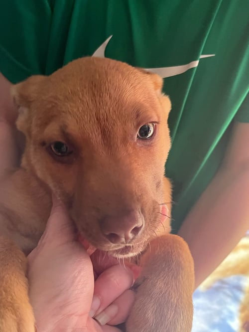 PENNY'S PUPPIES FEMALES TN - American Staffordshire Terrier available for adoption