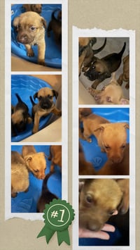 Penny's Puppies Females TN - Photo 3