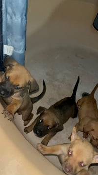 Penny's Puppies Females TN - Photo 4