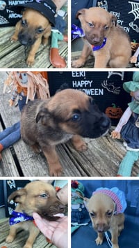 Penny's Puppies Females TN - Photo 5