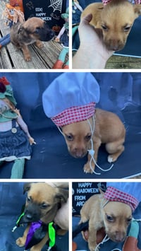 Penny's Puppies Females TN - Photo 6