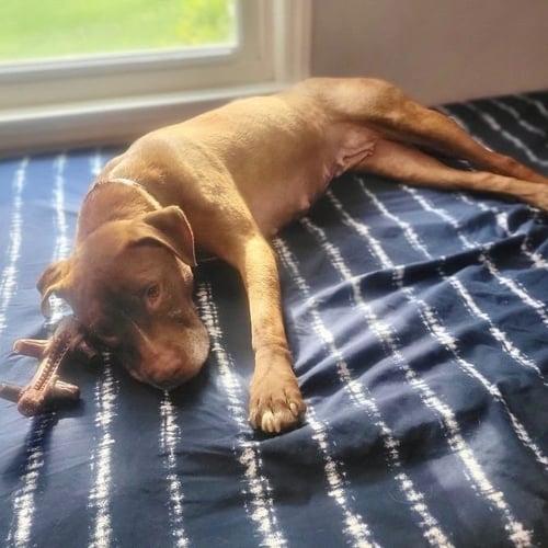 SHELBY - American Staffordshire Terrier / Terrier available for adoption