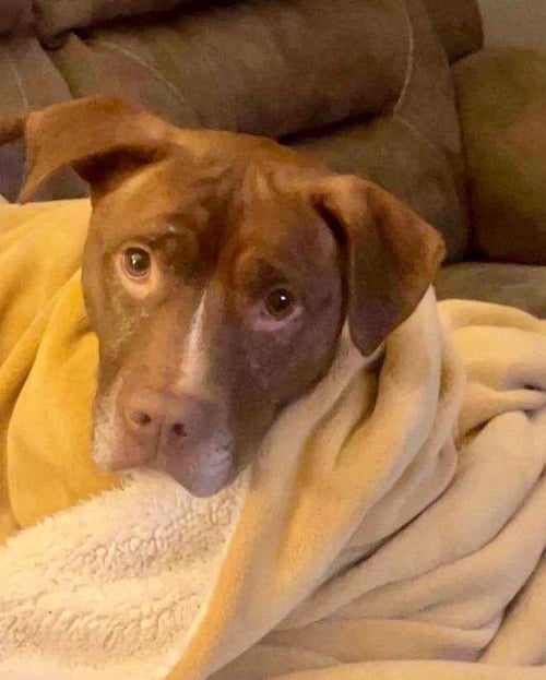 SHELBY - American Staffordshire Terrier / Terrier available for adoption